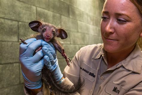 San Diego Zoo's baby aye-aye looking strong at first checkup (Video ...