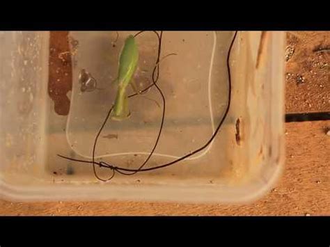 Huge parasitic worms force mantis into water, erupt from abdomen : reddit.com