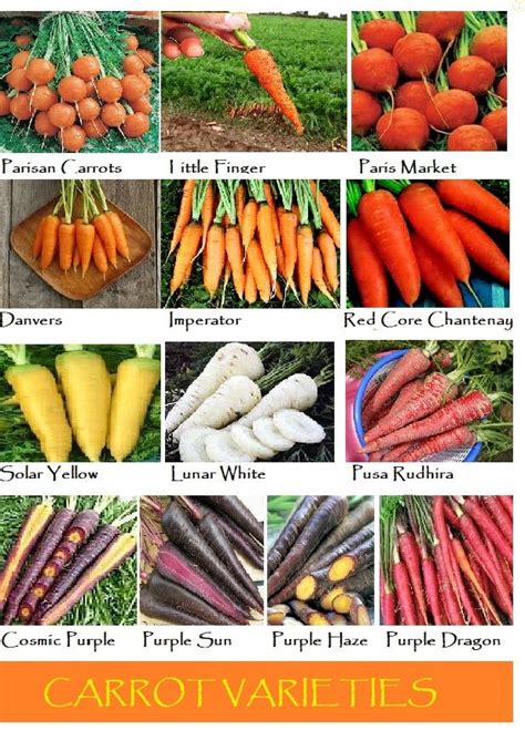 The Best Carrot Varieties for the Home Garden | Carrot varieties ...