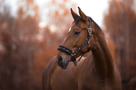 Bot Flies in Horses - Symptoms & Prevention | Gillette Vets