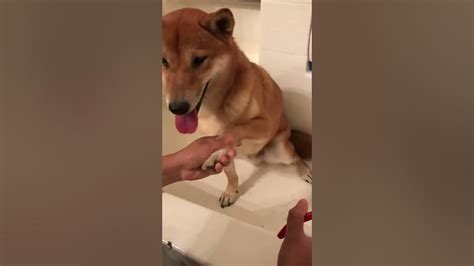 NAIL TRIMMING A SHIBA INU - YouTube