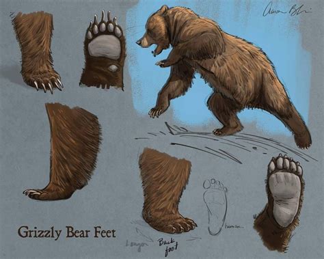 Today's How To Draw Bears video lecture was on Grizzly Bear Feet. The full course will be ...