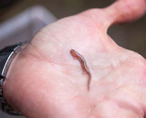 Barton Springs Salamander (Eurycea sosorum)- Endangered Texas ...