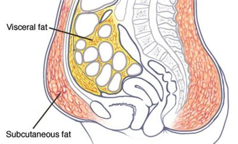 Different Types of Stomach Fats Explained and How to LOSE them - Lose Baby Weight