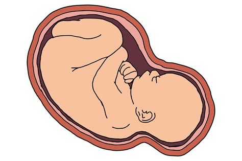 Baby in Womb Vector Graphic by Arief Sapta Adjie · Creative Fabrica