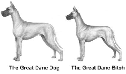 Great Dane Standard - America's Great Danes