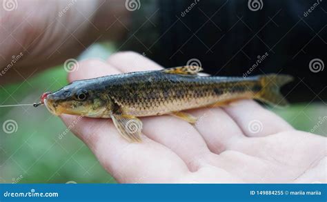 Small river fish in hands stock image. Image of natural - 149884255