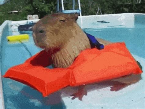 Capybara Gif - GIFcen