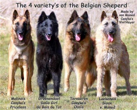 Pin em Belgian shepherd