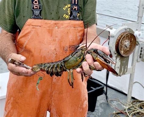 Lobster Trip / 15 guests — Boston Charter Boat / rent a boat in Boston