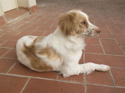 Spaniel breton dog stock image. Image of brittany, purebred - 113882627