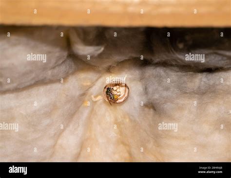 Queen Wasp Building Nest Stock Photo - Alamy