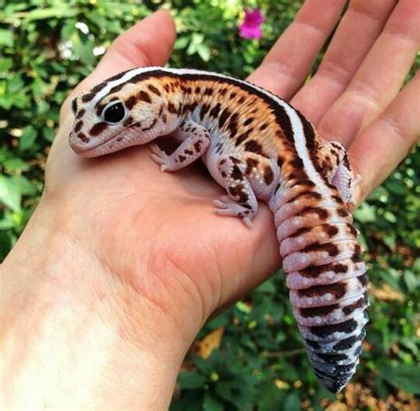 Gecko's