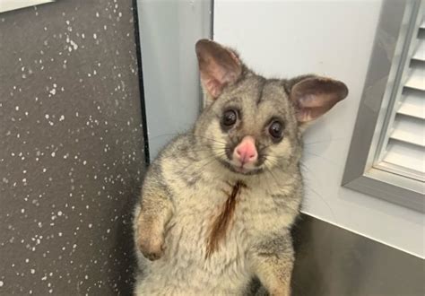 Melbourne wildlife: The possum-catchers who grab the critters when they ...