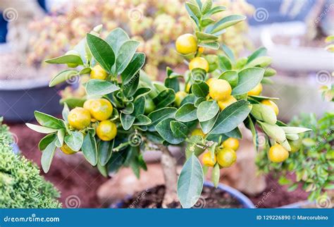 Close Up of Small Tangerine Tree, Shallow Dept of Field Stock Photo ...