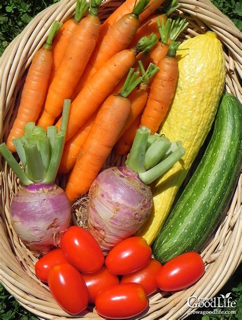 10 Reasons to Grow a Vegetable Garden