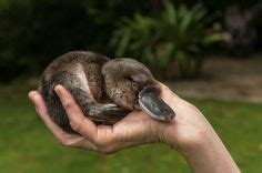 The platypus is the sole living representative of its family (Ornithorhynchidae) and genus ...