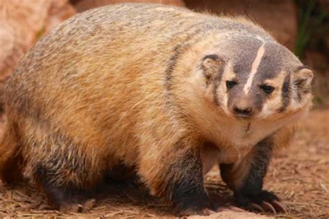 About American Badger - Behavior, Diet, Characteristics, & Facts