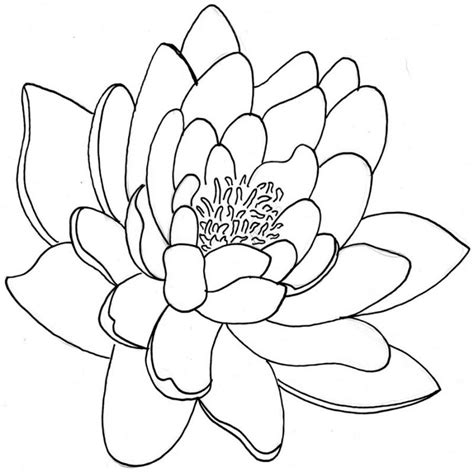 Chrysanthemum Flower Drawing at GetDrawings | Free download