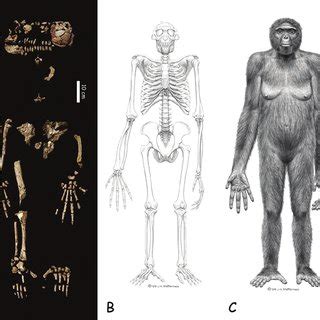 (PDF) Ardipithecus ramidus and the birth of humanity