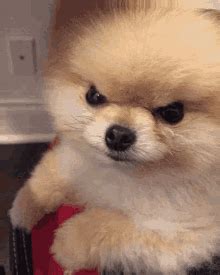 Angry Dog GIF – Angry Dog Lmao – discover and share GIFs