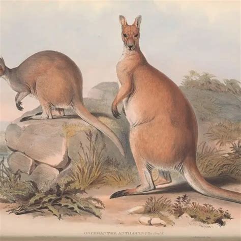 Antilopine Kangaroo - Facts, Diet, Habitat & Pictures on Animalia.bio