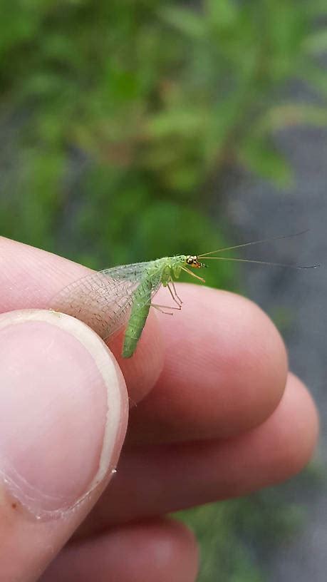 Green Lacewing