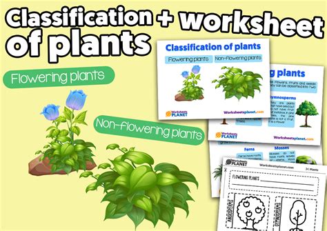 Classification of Plants | Science Resource for Primary Kids