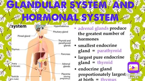 glands and type of glands - YouTube