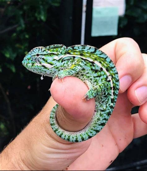 Male carpet chameleon : r/Chameleons