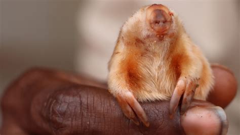 New Photo of Australia’s Sand-Swimming Northern Marsupial Mole - The New York Times