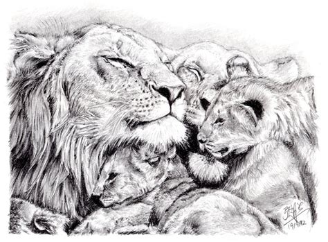 Lion Family Drawing at PaintingValley.com | Explore collection of Lion Family Drawing