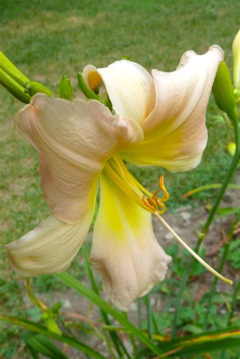 Photos Now and Then: Elegant Pink Daylily NYS 2012