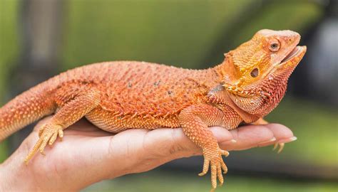 Types of Bearded Dragons » View Different Types, Colors, & Species