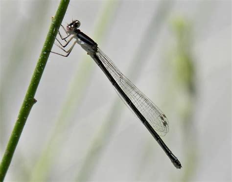 Damselfly identification please - BugGuide.Net