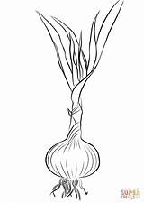 Garlic coloring Page  Free Printable Coloring Pages sketch template