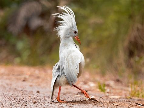 Kagu - eBird