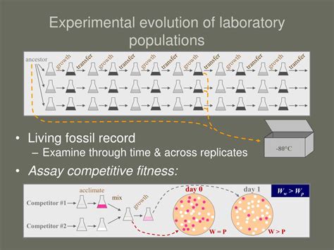 PPT - Project 1: Experimental evolution PowerPoint Presentation, free ...