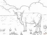Cow Printable Coloring Pages  Home sketch template