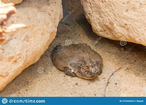 Colorado River Toad (Incilius Alvarius), Also Known As Sonoran Desert ...