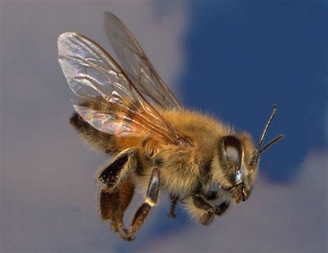 Honey Bee | Animal Wildlife