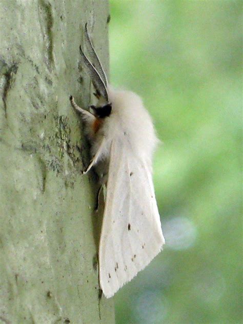 what to do about fall webworm? (usually, nothing) - A Way To Garden Garden Pests Control, Tent ...