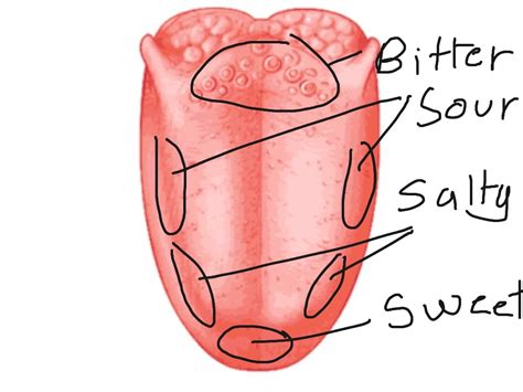 Tongue taste zones | Science | ShowMe