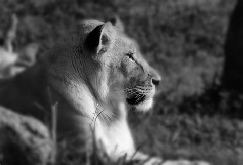 DSC_2236 | Lion - Houston Zoo | Dwoellner | Flickr
