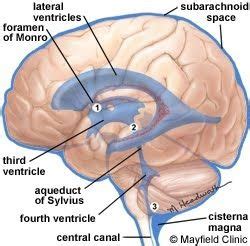 the structure of the human brain labeled in blue and labeled with ...