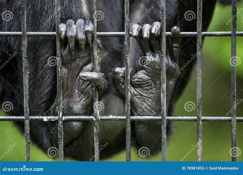 Monkey finger in the cage stock image. Image of green - 78981853