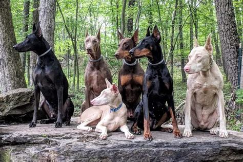 All the Colors and Types of the Doberman Pinscher – Doberman Planet