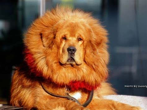 Tibetan Mastiff Lion