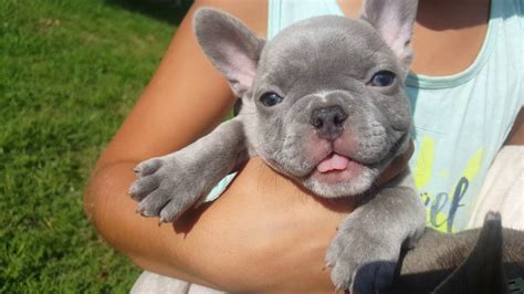 What Is Lilac French Bulldog