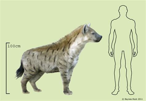 Cave Hyena. | Prehistoric animals, Extinct animals, Ancient animals